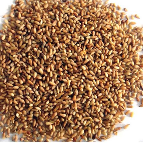 255-thickbox_default-Graine-du-thuya-de-Chine-Bai-Zi-Ren-e1492677311438-458x458-1.jpg Platycladus orientalis seed (Bai Zi Ren)