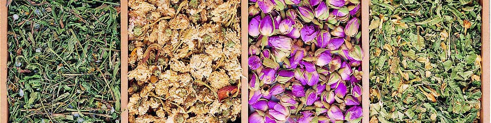 single herbs Gomphrena Globosa flower